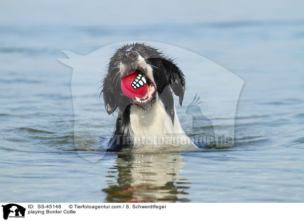spielender Border Collie / playing Border Collie / SS-45148