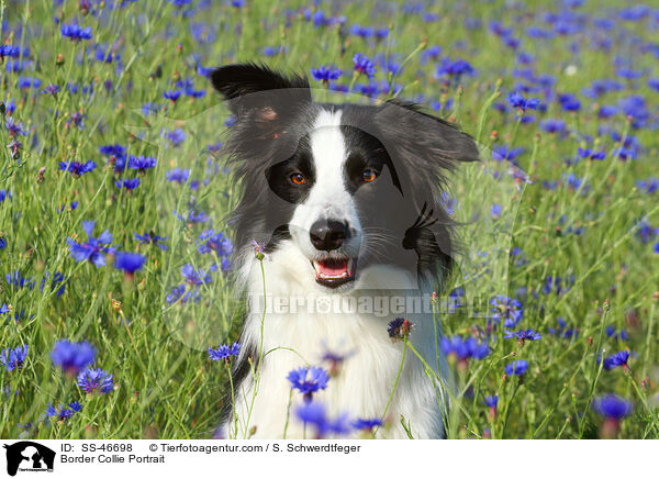 Border Collie Portrait / Border Collie Portrait / SS-46698