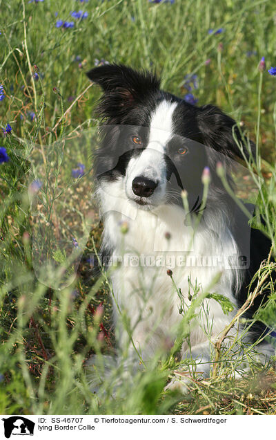 liegender Border Collie / lying Border Collie / SS-46707