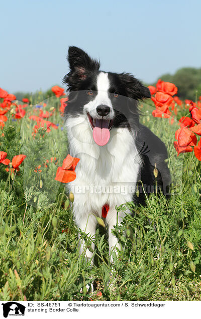 standing Border Collie / SS-46751