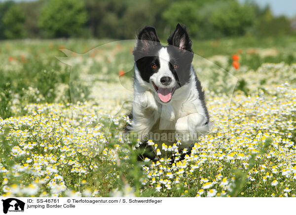 jumping Border Collie / SS-46761