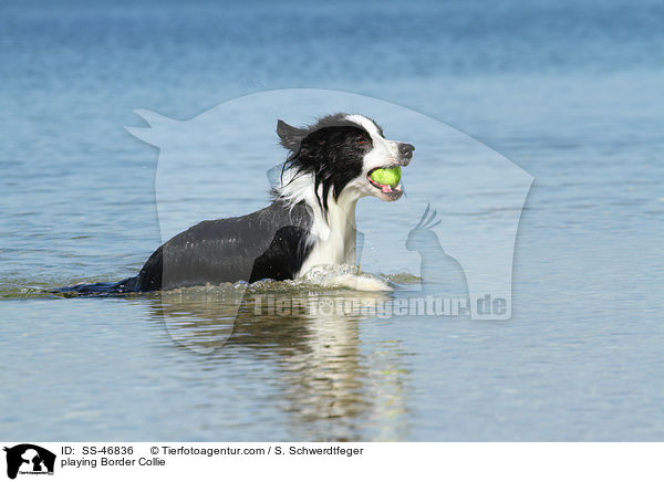 spielender Border Collie / playing Border Collie / SS-46836