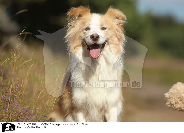 Border Collie Portrait / Border Collie Portrait / KL-17166