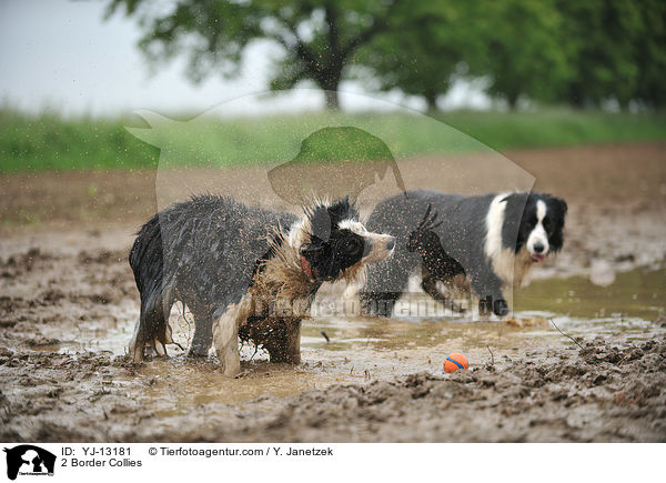 2 Border Collies / 2 Border Collies / YJ-13181