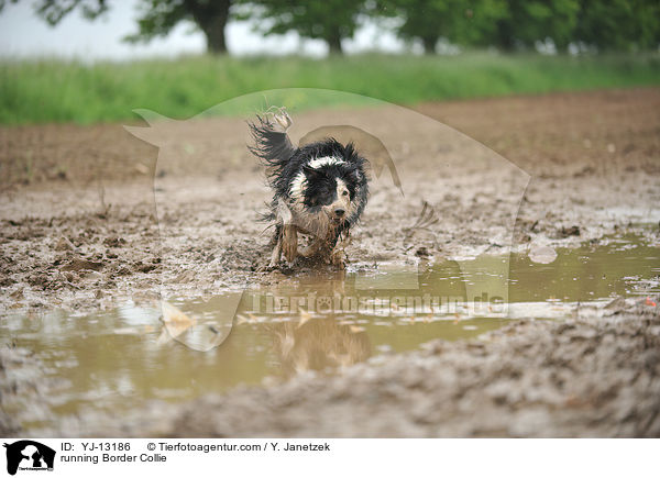 rennender Border Collie / running Border Collie / YJ-13186