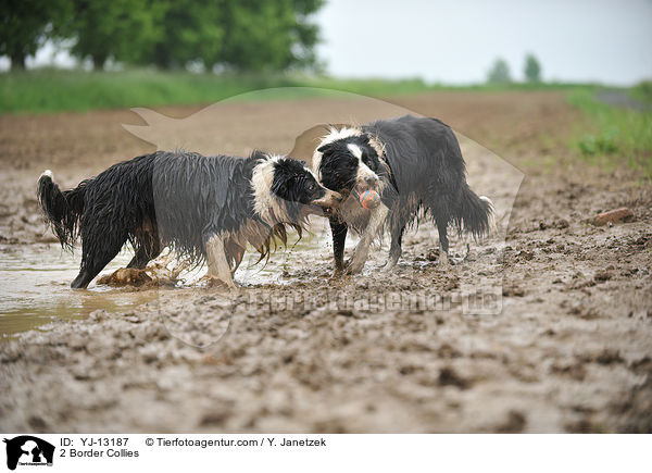 2 Border Collies / 2 Border Collies / YJ-13187