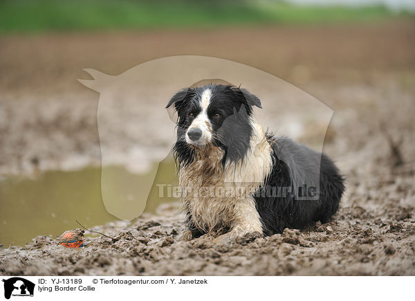 liegender Border Collie / lying Border Collie / YJ-13189