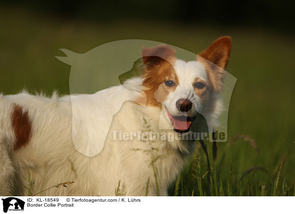 Border Collie Portrait / Border Collie Portrait / KL-18549
