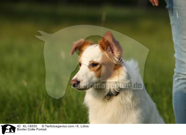 Border Collie Portrait / Border Collie Portrait / KL-18550