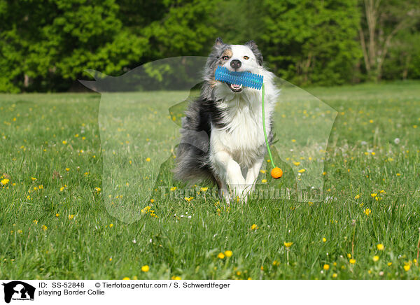 spielender Border Collie / playing Border Collie / SS-52848