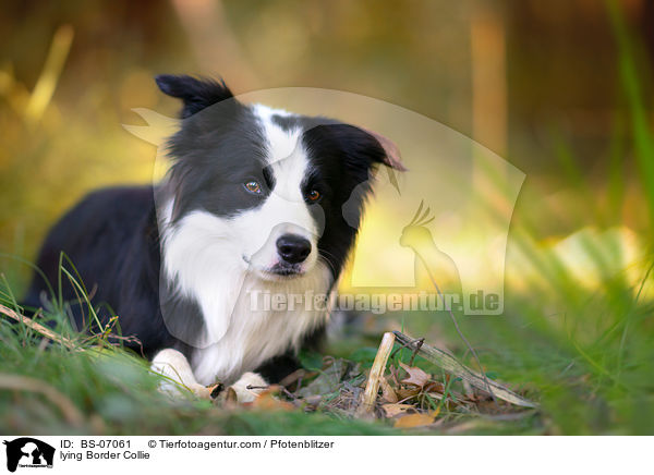 liegender Border Collie / lying Border Collie / BS-07061