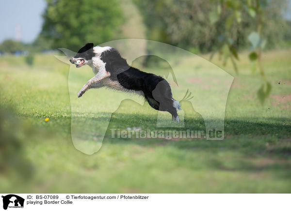 spielender Border Collie / playing Border Collie / BS-07089