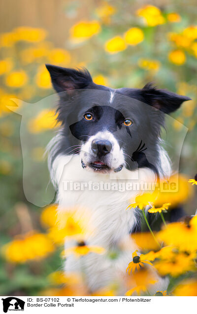 Border Collie Portrait / Border Collie Portrait / BS-07102