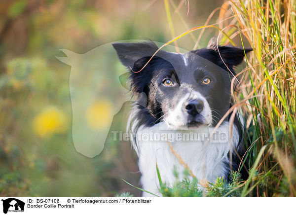 Border Collie Portrait / Border Collie Portrait / BS-07106