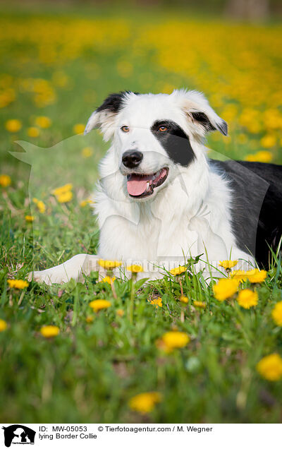 liegender Border Collie / lying Border Collie / MW-05053