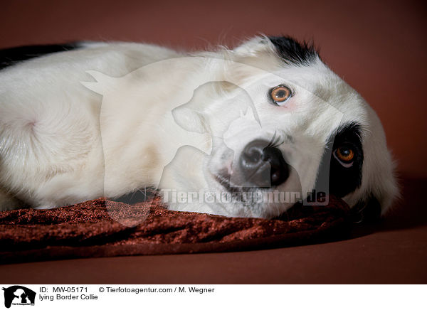 liegender Border Collie / lying Border Collie / MW-05171