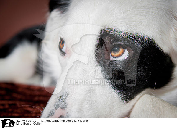 liegender Border Collie / lying Border Collie / MW-05176