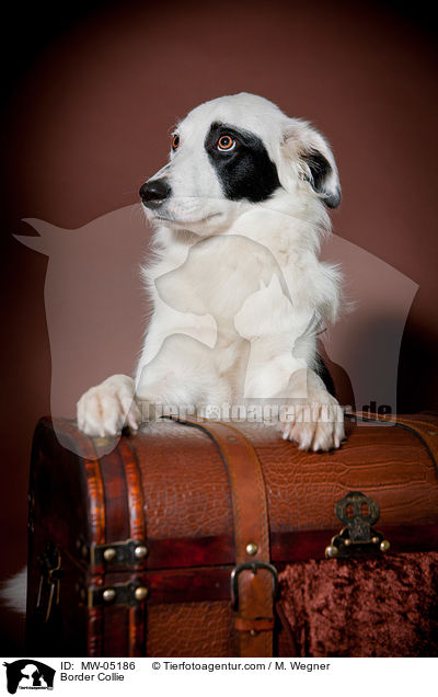 Border Collie / Border Collie / MW-05186
