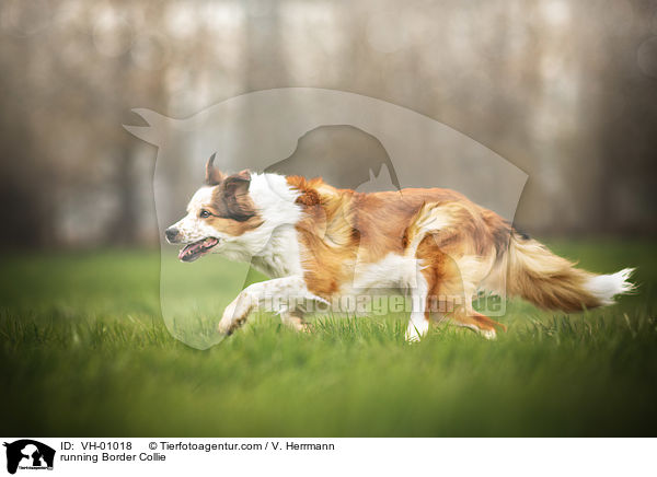 rennender Border Collie / running Border Collie / VH-01018