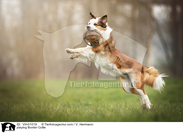 spielender Border Collie / playing Border Collie / VH-01019