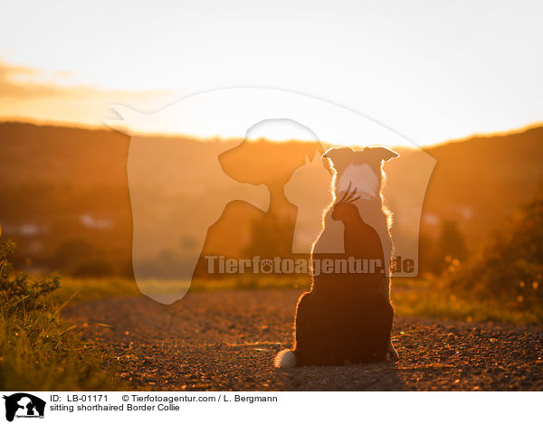sitzender kurzhaariger Border Collie / sitting shorthaired Border Collie / LB-01171