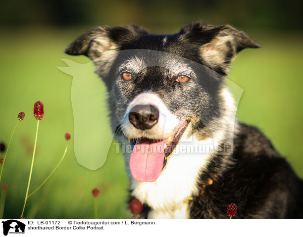 kurzhaariger Border Collie Portrait / shorthaired Border Collie Portrait / LB-01172