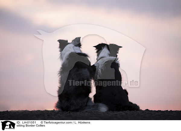 sitzende Border Collies / sitting Border Collies / LH-01051