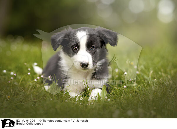 Border Collie puppy / VJ-01094