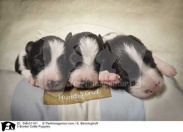 drei Border Collie Welpen / 3 Border Collie Puppies / SIB-01161