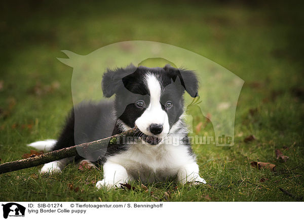 liegender Border Collie Welpe / lying Border Collie puppy / SIB-01274