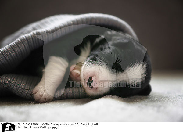 schlafender Border Collie Welpe / sleeping Border Collie puppy / SIB-01290