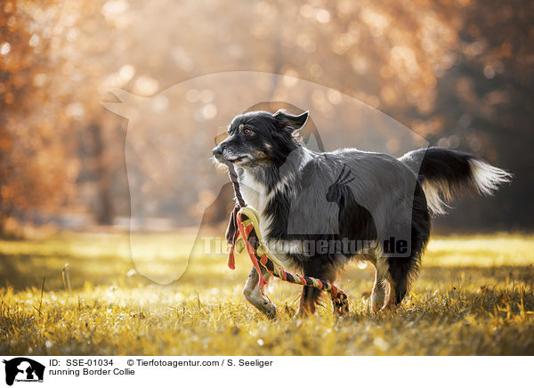 rennender Border Collie / running Border Collie / SSE-01034