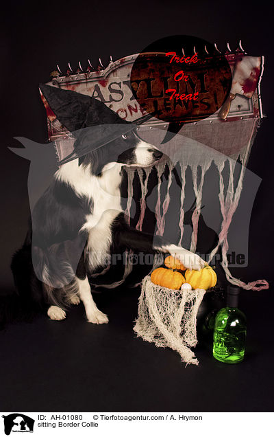 sitzender Border Collie / sitting Border Collie / AH-01080