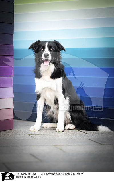 sitzender Border Collie / sitting Border Collie / KAM-01065