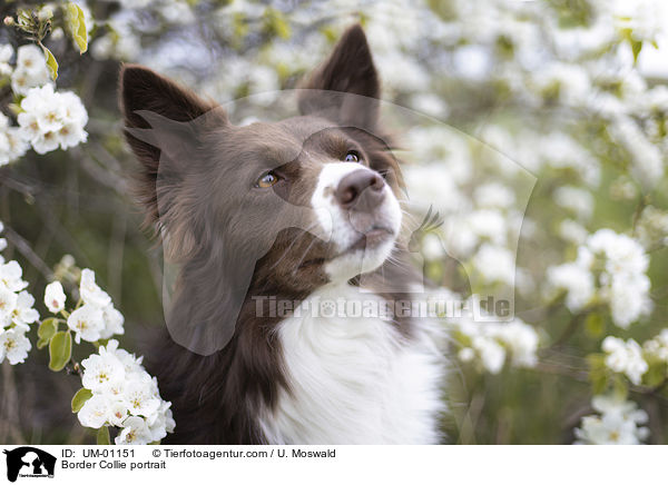 Border Collie Portrait / Border Collie portrait / UM-01151