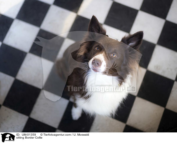 sitzender Border Collie / sitting Border Collie / UM-01359