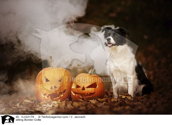 sitzender Border Collie / sitting Border Collie / VJ-02178