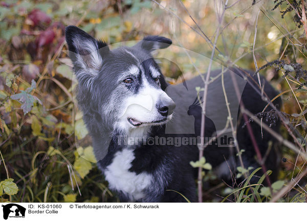 Border Collie / Border Collie / KS-01060