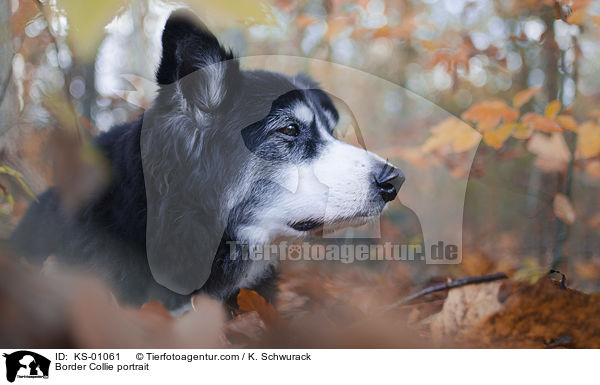 Border Collie Portrait / Border Collie portrait / KS-01061