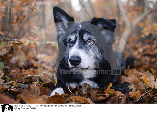 liegender Border Collie / lying Border Collie / KS-01062