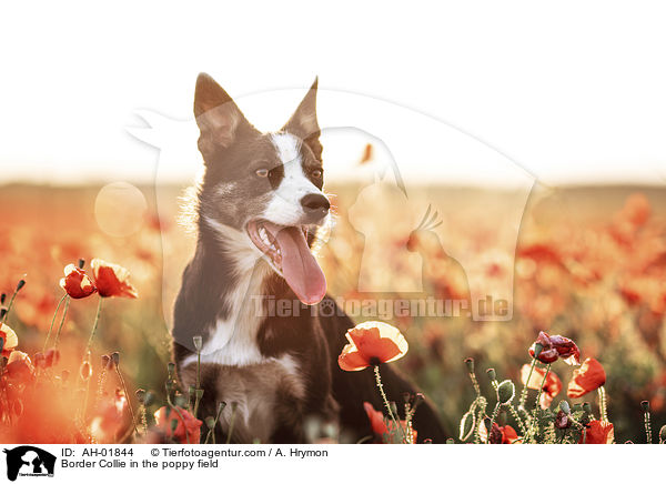 Border Collie im Mohnfeld / Border Collie in the poppy field / AH-01844