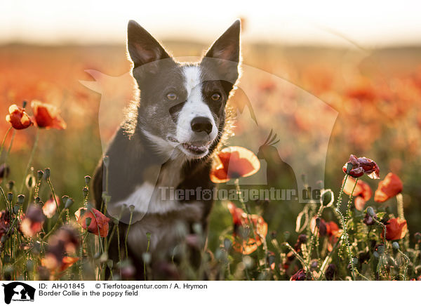 Border Collie im Mohnfeld / Border Collie in the poppy field / AH-01845