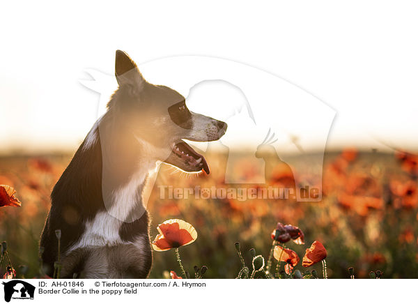 Border Collie im Mohnfeld / Border Collie in the poppy field / AH-01846