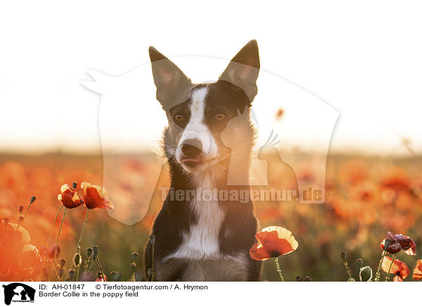 Border Collie im Mohnfeld / Border Collie in the poppy field / AH-01847