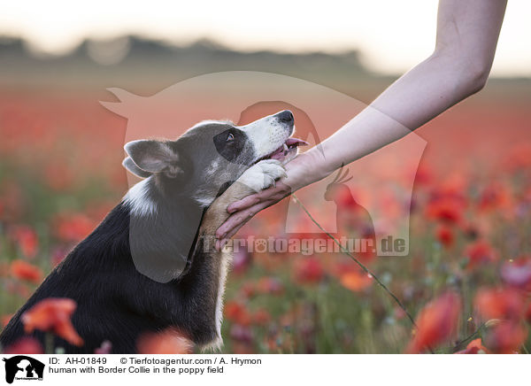 Mensch mit Border Collie im Mohnfeld / human with Border Collie in the poppy field / AH-01849