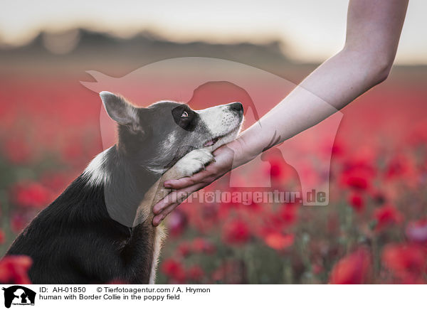 Mensch mit Border Collie im Mohnfeld / human with Border Collie in the poppy field / AH-01850