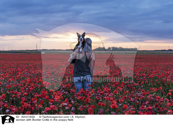 Frau mit Border Collie im Mohnfeld / woman with Border Collie in the poppy field / AH-01858