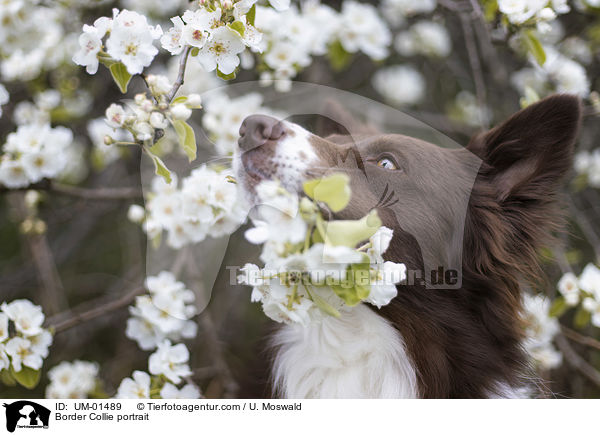 Border Collie Portrait / Border Collie portrait / UM-01489