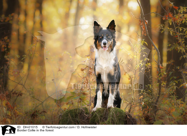 Border Collie im Wald / Border Collie in the forest / DH-01015