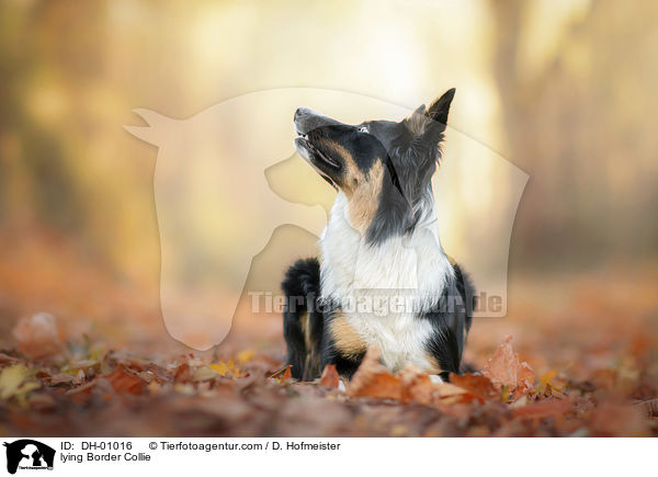 lying Border Collie / DH-01016